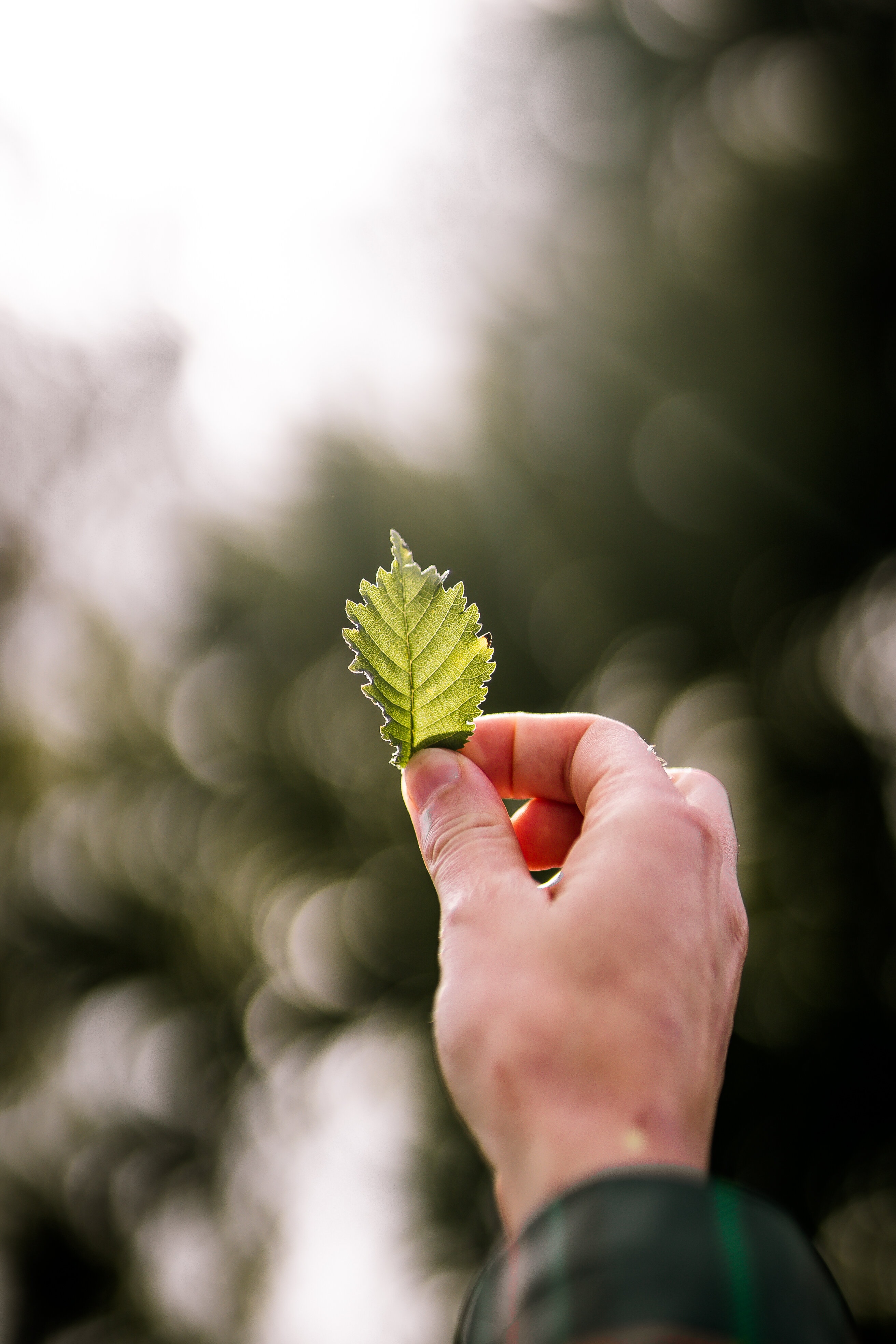ECOTREE_COUCOO